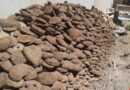 روث الماشية… ثروة مهدورة وفرصة واعدة للطاقة النظيفة في السودان